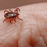 Parque no interior de SP é interditado após mortes por febre maculosa